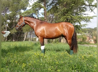 Andalusian, Gelding, 3 years, 16,1 hh, Bay