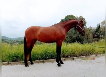 Andalusian, Gelding, 3 years, 16,1 hh, Bay