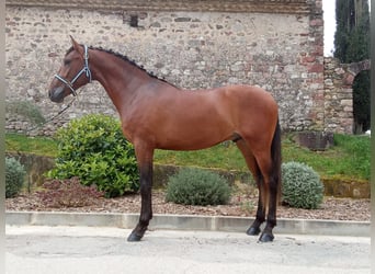 Andalusian, Gelding, 3 years, 16,1 hh, Bay