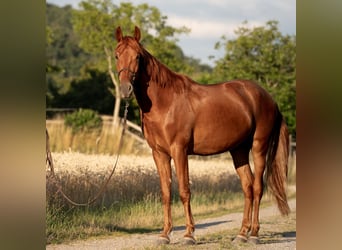 Andalusian, Gelding, 3 years, 16,1 hh, Chestnut-Red