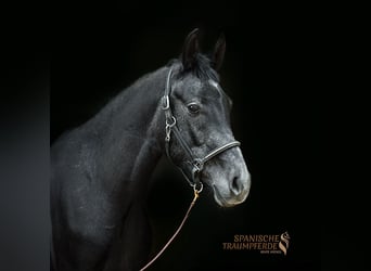 Andalusian Mix, Gelding, 3 years, Black