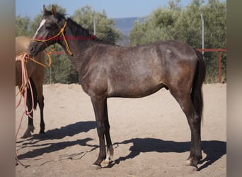 Andalusian, Gelding, 3 years, Gray