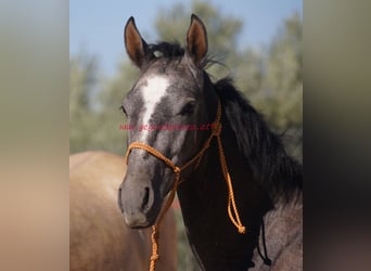 Andalusian, Gelding, 3 years, Gray