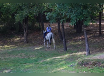 Andalusian, Gelding, 3 years, Grey