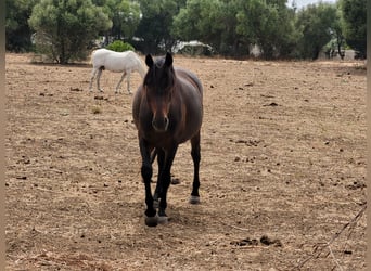Andalusian, Gelding, 3 years