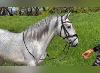 Andalusian Mix, Gelding, 4 years, 14.1 hh, Gray