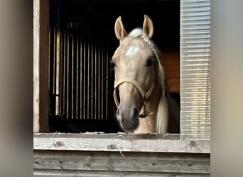 Andalusian, Gelding, 4 years, 14.1 hh, Palomino