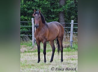 Andalusian, Gelding, 4 years, 14.2 hh, Brown