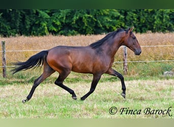 Andalusian, Gelding, 4 years, 14.2 hh, Brown