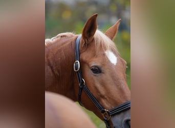 Andalusian, Gelding, 4 years, 14,2 hh, Chestnut