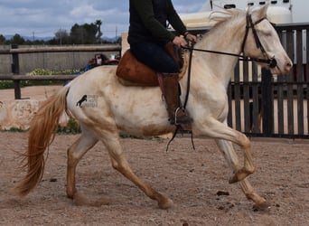 Andalusian, Gelding, 4 years, 14.2 hh, Cremello