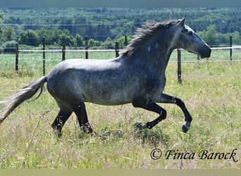 Andalusian, Gelding, 4 years, 14.2 hh, Grey