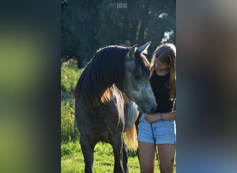 Andalusian, Gelding, 4 years, 14.2 hh, Grey-Blue-Tan