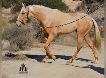 Andalusian, Gelding, 4 years, 14.3 hh, Palomino