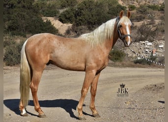 Andalusian, Gelding, 4 years, 14.3 hh, Palomino