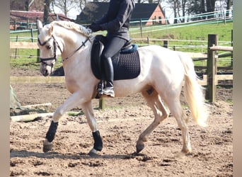 Andalusian Mix, Gelding, 4 years, 14.3 hh, Perlino