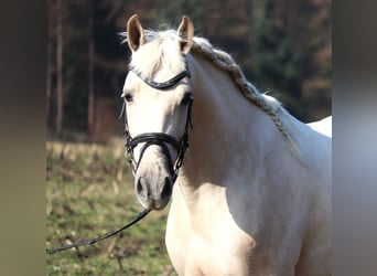 Andalusian Mix, Gelding, 4 years, 14.3 hh, Perlino