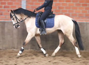 Andalusian Mix, Gelding, 4 years, 14.3 hh, Pinto