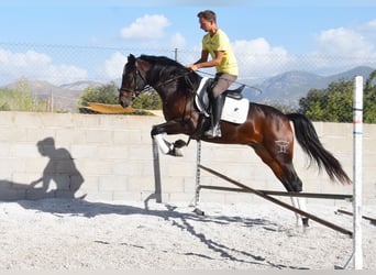 Andalusian, Gelding, 4 years, 14,3 hh, Bay-Dark