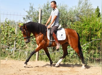 Andalusian, Gelding, 4 years, 14,3 hh, Brown