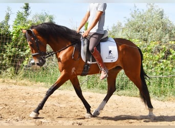 Andalusian, Gelding, 4 years, 14,3 hh, Brown