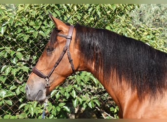 Andalusian, Gelding, 4 years, 14,3 hh, Brown