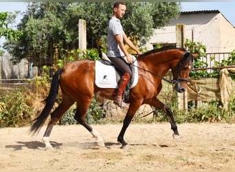 Andalusian, Gelding, 4 years, 14,3 hh, Brown