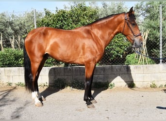 Andalusian, Gelding, 4 years, 14,3 hh, Brown