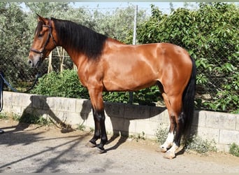 Andalusian, Gelding, 4 years, 14,3 hh, Brown