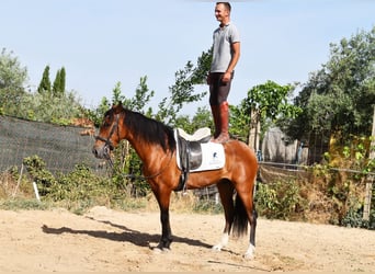 Andalusian, Gelding, 4 years, 14,3 hh, Brown