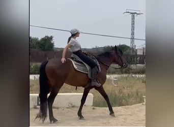 Andalusian, Gelding, 4 years, 15.1 hh, Bay
