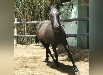 Andalusian, Gelding, 4 years, 15.1 hh, Black