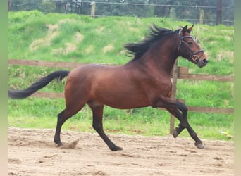 Andalusian Mix, Gelding, 4 years, 15.1 hh, Brown