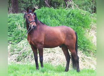 Andalusian Mix, Gelding, 4 years, 15.1 hh, Brown