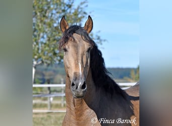Andalusian, Gelding, 4 years, 15.1 hh, Buckskin