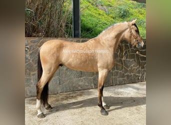 Andalusian, Gelding, 4 years, 15,1 hh, Buckskin