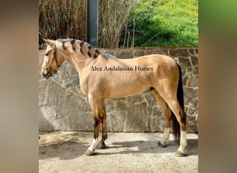 Andalusian, Gelding, 4 years, 15,1 hh, Buckskin