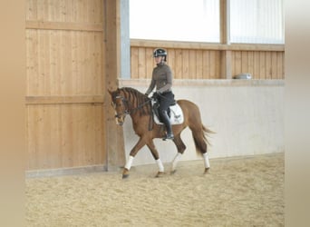 Andalusian, Gelding, 4 years, 15,1 hh, Chestnut-Red