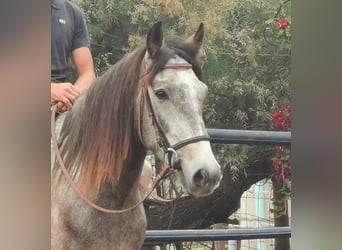 Andalusian, Gelding, 4 years, 15.1 hh, Grey