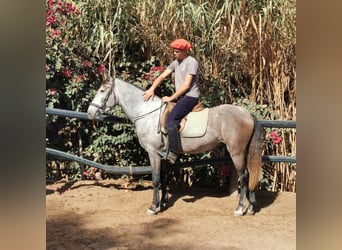 Andalusian, Gelding, 4 years, 15.1 hh, Grey