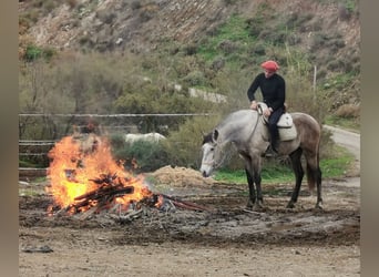 Andalusian, Gelding, 4 years, 15.1 hh, Grey