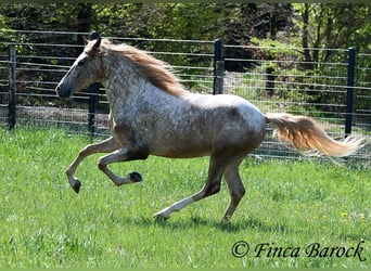 Andalusian, Gelding, 4 years, 15.1 hh, Leopard-Piebald