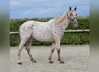 Andalusian, Gelding, 4 years, 15,1 hh, Leopard-Piebald