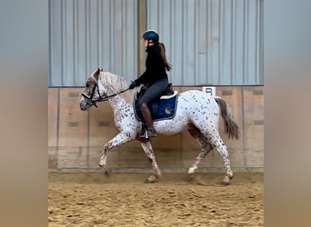 Andalusian, Gelding, 4 years, 15,1 hh, Leopard-Piebald