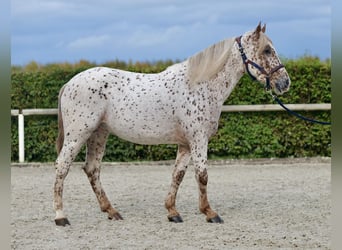 Andalusian, Gelding, 4 years, 15,1 hh, Leopard-Piebald