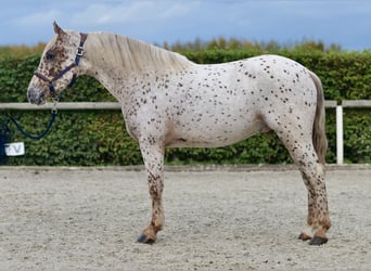 Andalusian, Gelding, 4 years, 15,1 hh, Leopard-Piebald