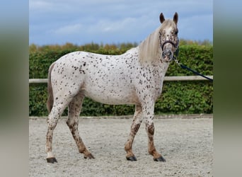 Andalusian, Gelding, 4 years, 15,1 hh, Leopard-Piebald