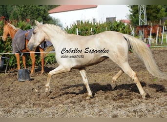 Andalusian, Gelding, 4 years, 15.1 hh, Palomino