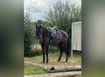 Andalusian, Gelding, 4 years, 15.2 hh, Black