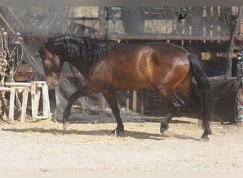 Andalusian, Gelding, 4 years, 15.2 hh, Brown